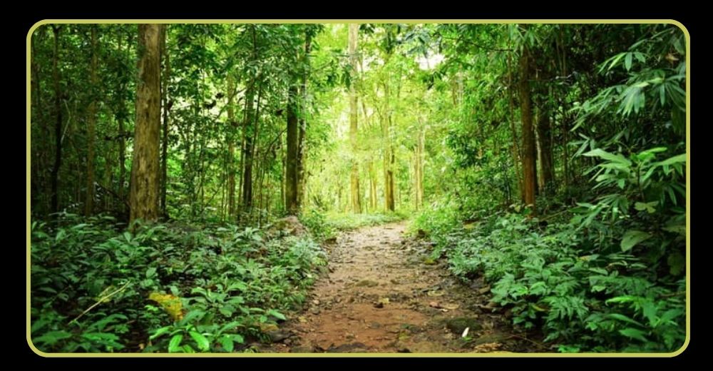 Aravalli Biodiversity Park