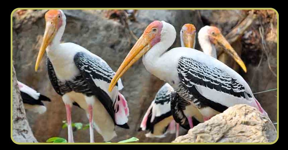 Sultanpur Bird Sanctuary